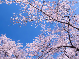 桜が満開の上野公園