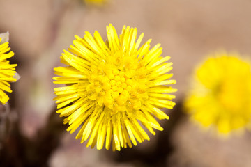 coltsfoot yellow flower Sun like closeup top view