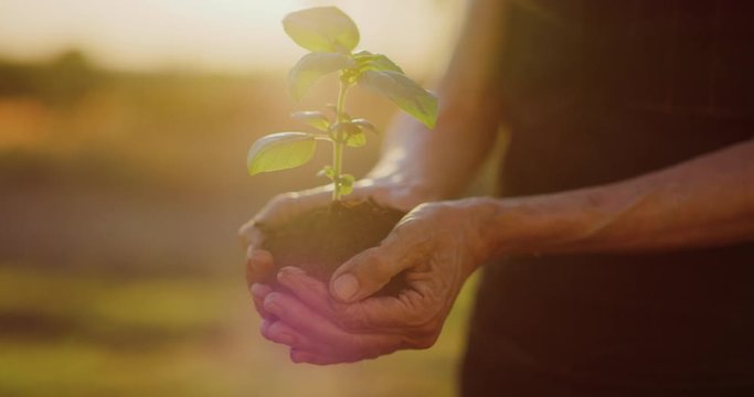 Hands holding a plant sapling with beautiful sunset light, concept of new growth and sustainable agriculture, environmental health, caring for mother earth