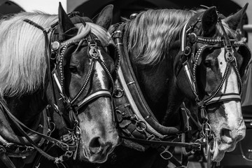 Pair of horses