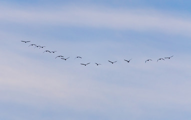 A flock of birds fly south on a blue sky
