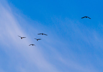 A flock of birds fly south on a blue sky