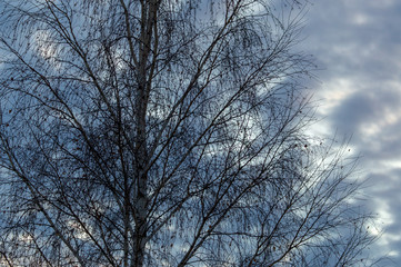 Tree branches at sunset in autumn