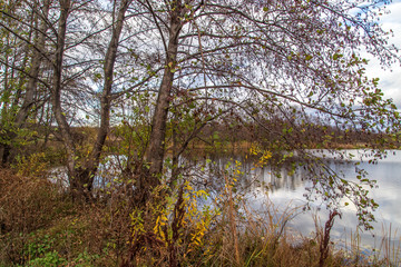 Pond in nature in autumn