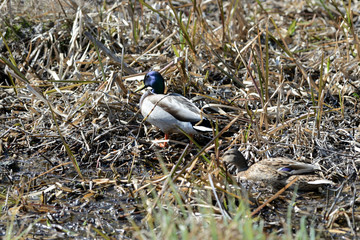 Wild ducks walking in the dry grass on a sunny day