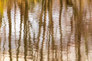 Trees with reflection in a pond in autumn