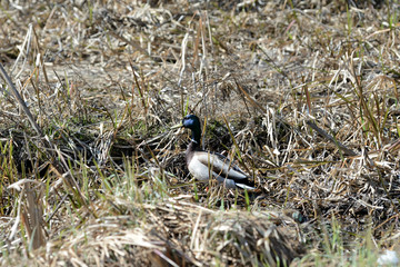 Wild duck walking in the dry grass on a sunny day