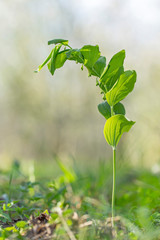 Solomon's seal (Polygonatum multiflorum). Eurasian Solomon's seal plant Polygonatum multiflorum with flowers and green leaves.
