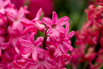 Lilac hyacinth flowers in spring. Hyacinth flowering background.  