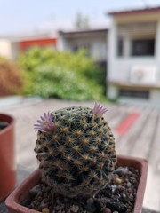 The cactus have flower is beautiful on roof top garden at home