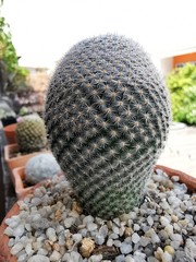 The cactus have flower is beautiful on roof top garden at home