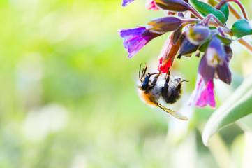 bumblebee