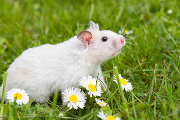 white hamster
