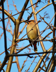 the Waxwing on branch