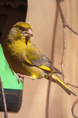 A bright greenfinch sits on the feeder in the park and looks at the photographer. Urban green and yellow warbler in the nature habitat. Close-up.