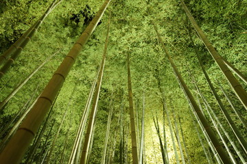 Fototapeta na wymiar 見上げる竹林