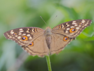 Close up Lemon Pansy Butterfly resting on green leaf with nature blurred background.
