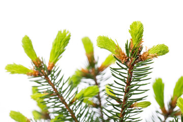 spruce (picea) young sprout isolated on white background