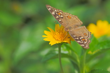 Close up Lemon Pansy Butterfly feeding on pollen of yellow flower with nature blurred background.