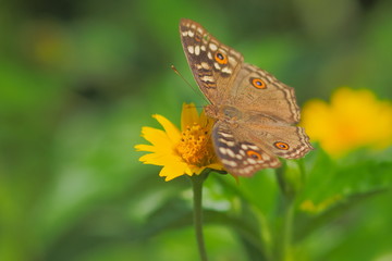 Close up Lemon Pansy Butterfly feeding on pollen of yellow flower with nature blurred background.