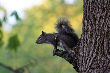 squirrel on tree