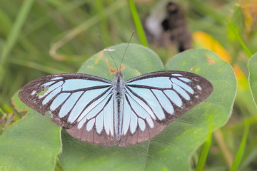 Top view of Common Wanderer butterfly beautiful Blue-Black color on wing resting on the green leaf...