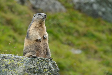 Alpine marmot, Marmota marmota, Hohe Tauern National Park, Austria, Europe
