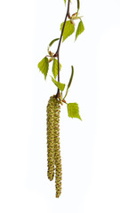 Obraz premium birch (betula) young sprout and flower