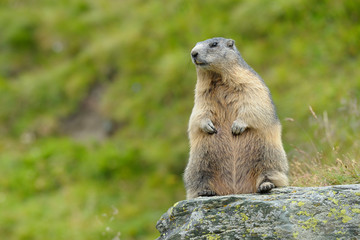 Alpine marmot, Marmota marmota, Hohe Tauern National Park, Austria, Europe