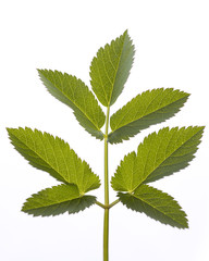 leaf of Aegopodium podagraria isolated on white background