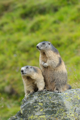 Naklejka na ściany i meble Alpine marmots, Marmota marmota, Hohe Tauern National Park, Austria, Europe