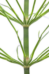common horsetail (Equisetum, arvense) on white background