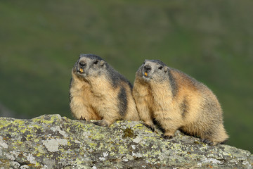 Alpine marmots, Marmota marmota, Hohe Tauern National Park, Austria, Europe