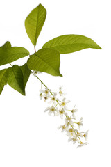 prunus padus isolated on white background