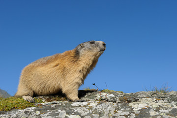 Alpine marmot, Marmota marmota, Hohe Tauern National Park, Austria, Europe