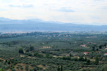 Fototapeta na wymiar olive groves to horizon in the valley near Sparta, Greece