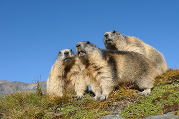 Alpine marmots, Marmota marmota, Hohe Tauern National Park, Austria, Europe