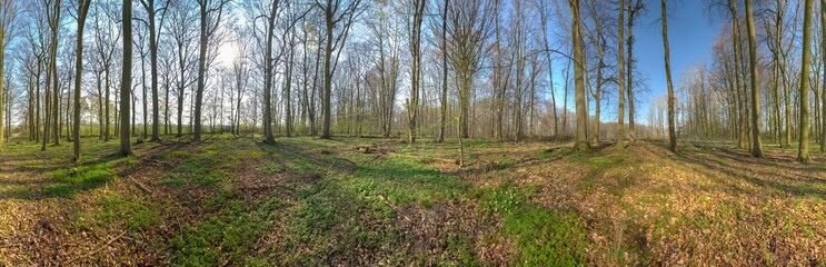 a 360 degree panorama in a forest in spring