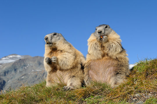 Alpine marmots, Marmota marmota, Hohe Tauern National Park, Austria, Europe
