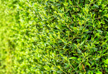Decorative plants wall in a garden