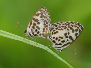 Close up common pierrot (Castalius rosimon) butterfly mating on green leaf with green nature...