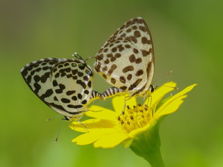 Close up Castalius rosimon (common pierrot) butterfly mating on yellow flower with green nature blurred background.