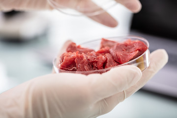 Scientist Holding Petri Dish With Meat Sample