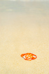 Seashell at the beach