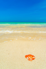 Fototapeta na wymiar Seashell at the beach