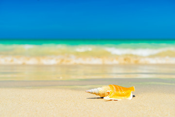 Fototapeta na wymiar Seashell at the beach