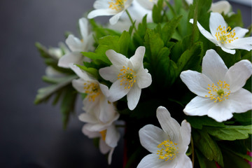 A bouquet of white flowers of anemones on a dark background. Beautiful gentle and bright floral composition