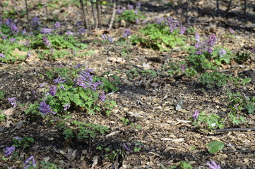 Closeup corydalis solida with blurred background in spring forrest