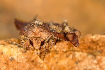 Portrait head of clothes moth. Macro photography. Natural yellow background.