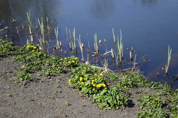 Closeup caltha palustris with blurred background on bank pond